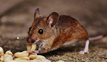 24 Hour & Emergency Exterminators in Bangor, ME